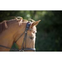 2062 poll cover iii 2