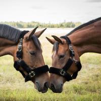 2069 audrey fleece halter 07 web 1024x1024