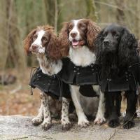 3223supremedogfleecerugweb07 1000x